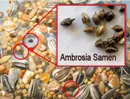 Ambrosia-freies Vogelfutter