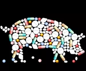 Antibiotikaeinsatz Schweinehaltung