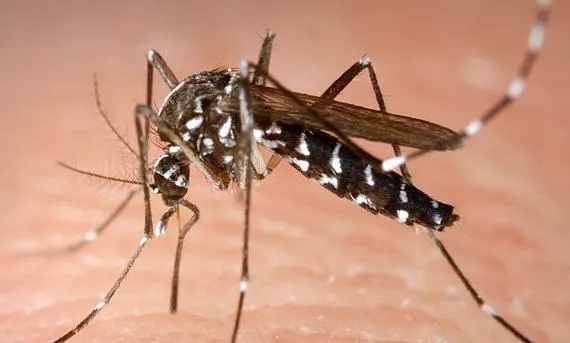 Asiatische Tigermcke - Aedes albopictus