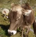 BBV weist UBA-uerungen zurck: Rinder sind keine Klimakiller