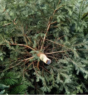 Bio-Weihnachtsbaum?