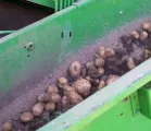 Brderle bei Erntestart fr Gen-Kartoffel