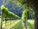 Daten zu Europischen Weinreben jetzt unter einem Dach