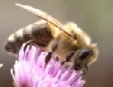 Die Zahl der Imker und der Bienenvlker geht europaweit zurck