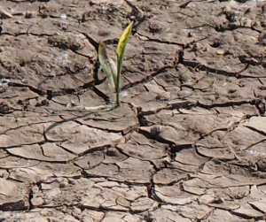 Dürre Ostafrika