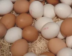 Eierproduktion Bayern 2014