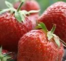 Erdbeeren legen Turbostart hin