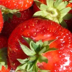 Erdbeeren selber pflcken