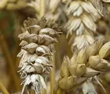 Ertragsschtzung Weizen