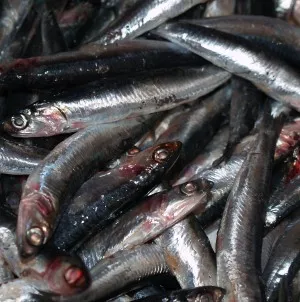 Fischereisubventionen