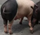 Galgenfrist fr Schweine aus zu vollem Transporter