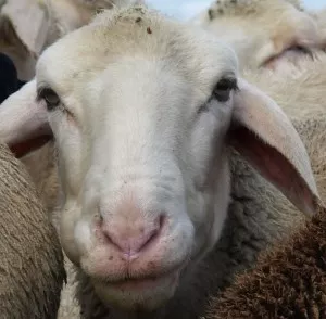 Gerissenes Schaf bei Kuhstorf
