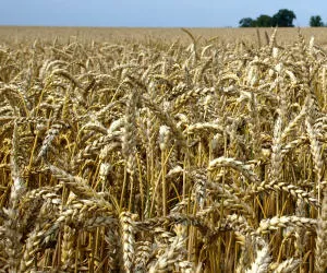 Getreideernte Deutschland 2016