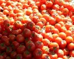 Grter Salat der Welt auf Kreta produziert