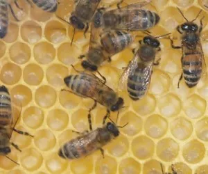 Herbe Verluste bei Bienen