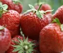 Hessische Erdbeeren: Kalte Witterung hat den Reifebeginn verzgert