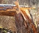Holzeinschlag im Jahr 2007 durch Sturm Kyrill mehr als verdoppelt