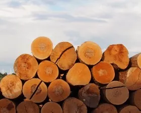 Holzeinschlag in Thringen 2016