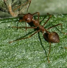 Invasive Ameisenart