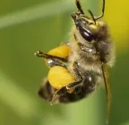 Jede fnfte Biene hat Winter nicht berlebt