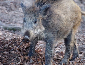 Kampf gegen Schweinepest