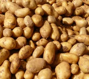 Kartoffelaufkommen 2021