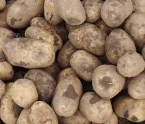 Kartoffelernte 2024