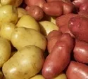 Kartoffelsorten 