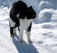 Katze im Winter