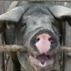 Klage gegen Schweinemastanlage