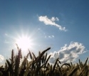 Klimawandel Landwirtschaft