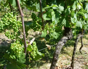 Klimawandel bereitet Weinbauern Sorgen