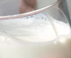 Kuhmilch