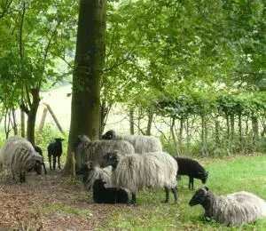 Landschaftspflege mit Schafen