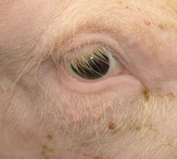 Mastschweinehaltung in Deutschland
