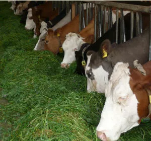 Milchviehbestand in NRW 2016