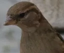 NABU-Wintervogelzhlung