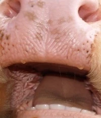 Neuseeland Rinderseuche Mycoplasma-bovis