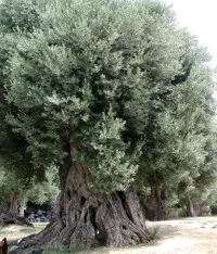 Olivenbau