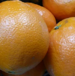 Orangenbauern