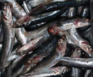 Ostsee Fischfangquoten