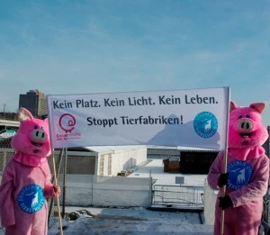 Protest gegen Schweinemastanlage