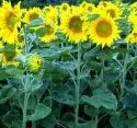 Russland: Produktion und Exporte von Sonnenblumenl laufen auf Hochtouren