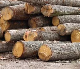 Schadholzeinschlag Thringen 2020