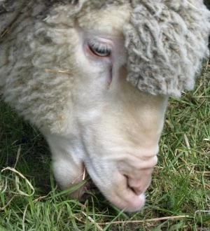 Schafe auf Grnflchen