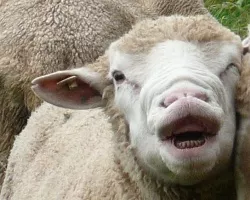 Schafe in NRW