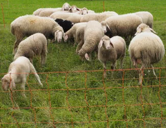Schafhaltung in Bayern in Gefahr?