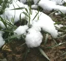 Schnee auf Getreide