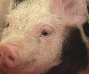 Schweinebestand 2019