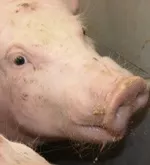 Schweinebestand 